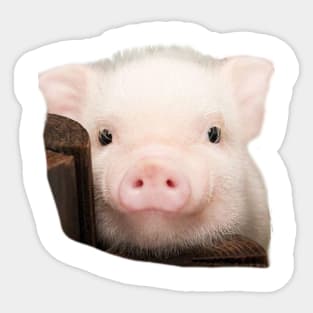 Pig pet cute Sticker